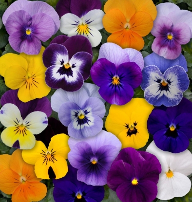 Picture of Viola - Sorbet Mixed F1